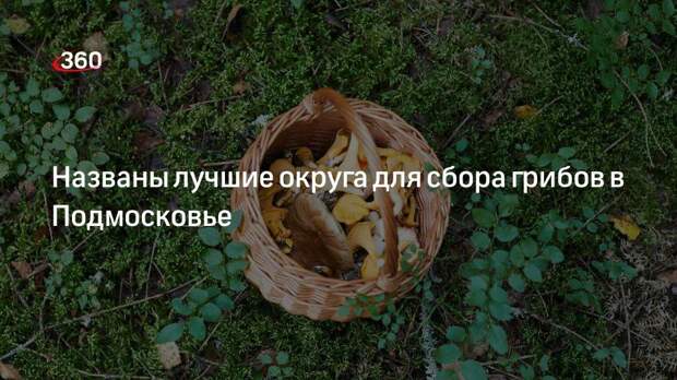 Названы лучшие округа для сбора грибов в Подмосковье