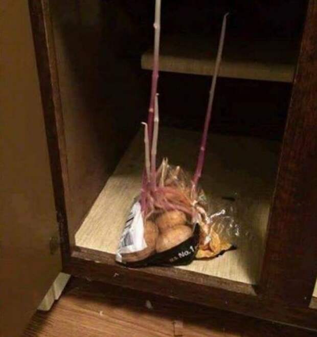 Картошка