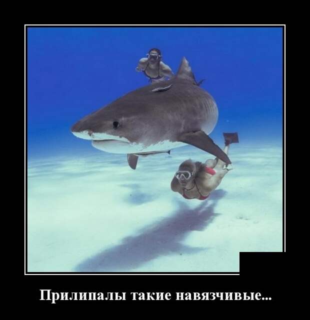 Демотиваторы (30 фото)