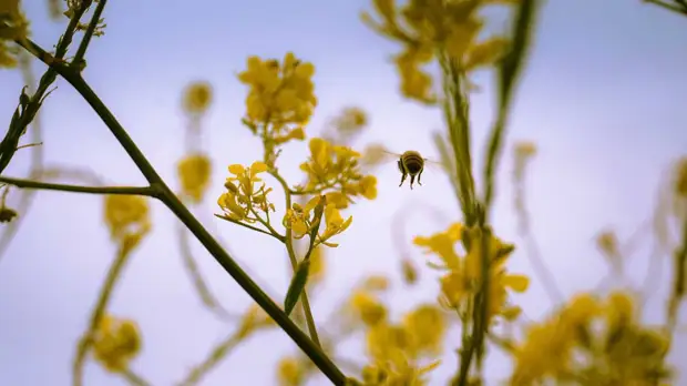 «Заранее посетите врача»: как подготовиться к началу сезона аллергии на пыльцу деревьев