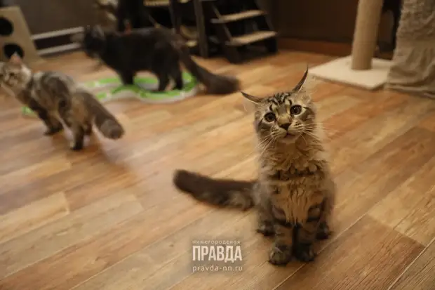 Прокат домашних животных открыли в Нижнем Новгороде