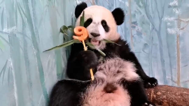 Праздник для всего зоопарка: панда Катюша отметила 9 месяцев