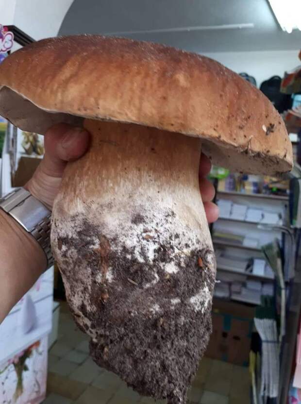 kartinok-prikolnyh-podborka-kartinki-smeshnye-kartinki-fotoprikoly