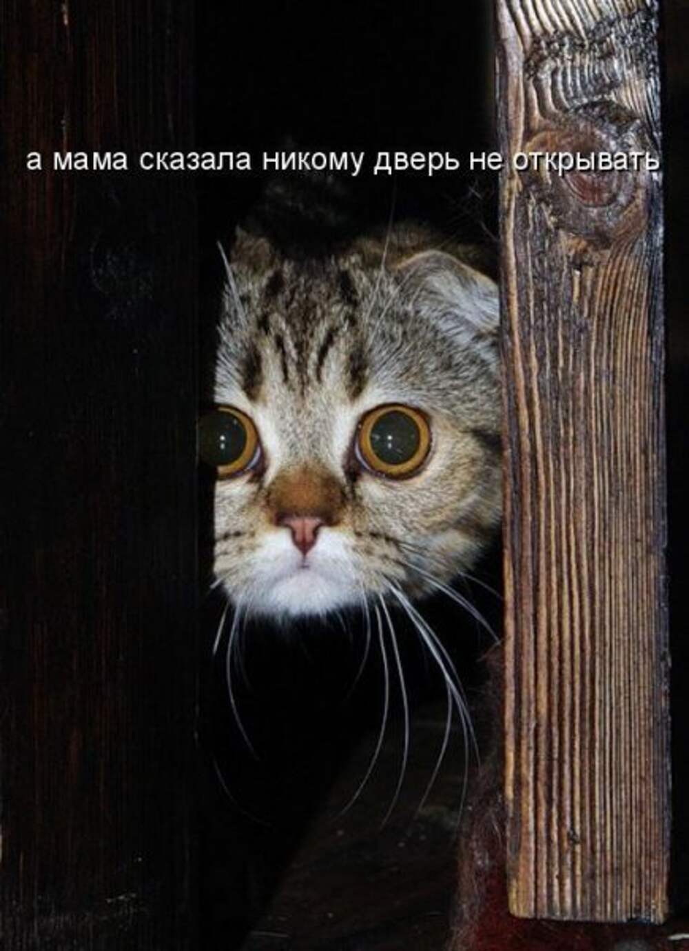 Котики с подписями