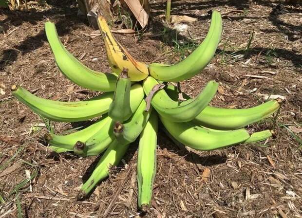 Гигантские бананы Рог Носорога