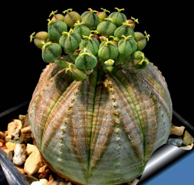 Многолетнее суккулентное растение необычной формы.
