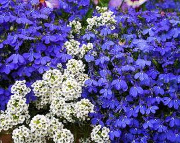 Алиссум (Lobularia maritima) и лобелия