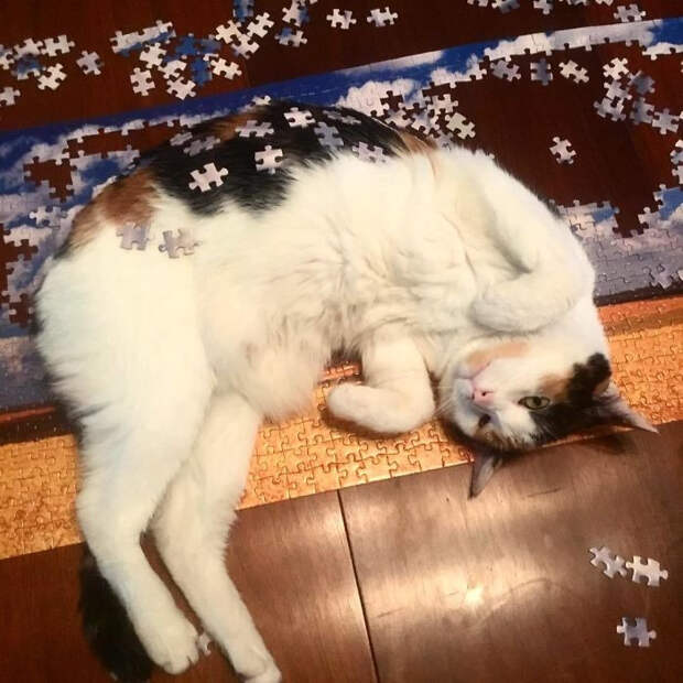 Котики тоже любят собирать пазлы
