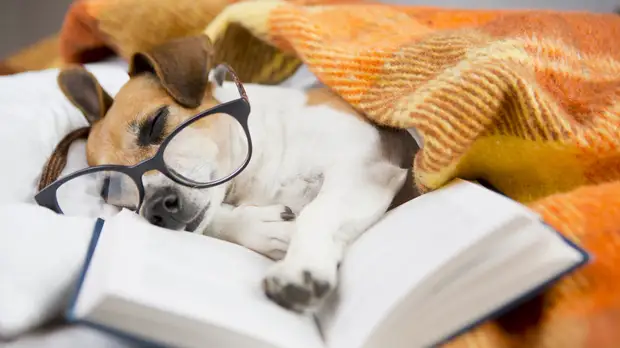 Родословная языка: тест RT о происхождении русских слов