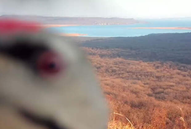 В Приморье нашли напавшего на фотоловушку седого вандала по ориентировке