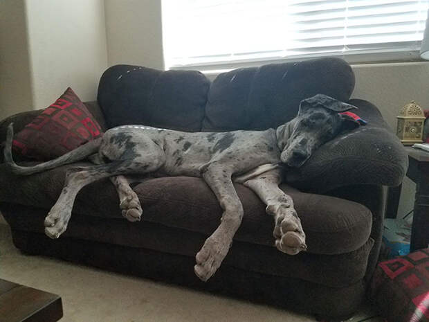 собака лежит на диване