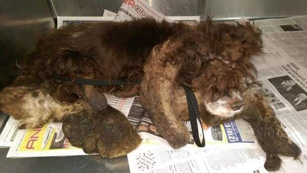 Волонтеры спасли бездомного пса, на котором было около 3 кг спутавшейся шерсти волонтеры, добро, животные, собака, спасение