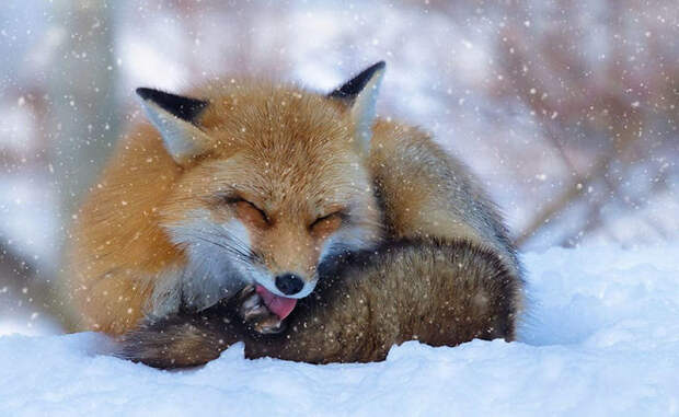 Winter Fox Photography