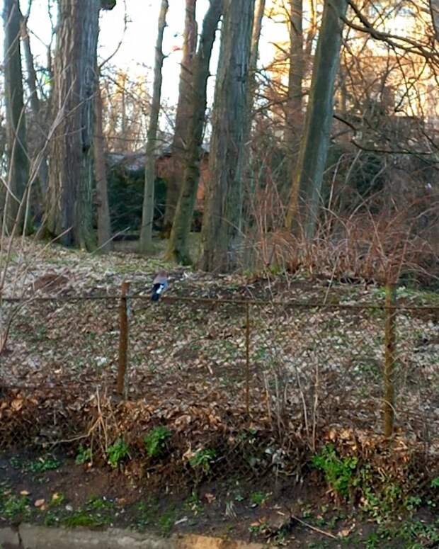 Расскажите птицам про бёрдвотчинг