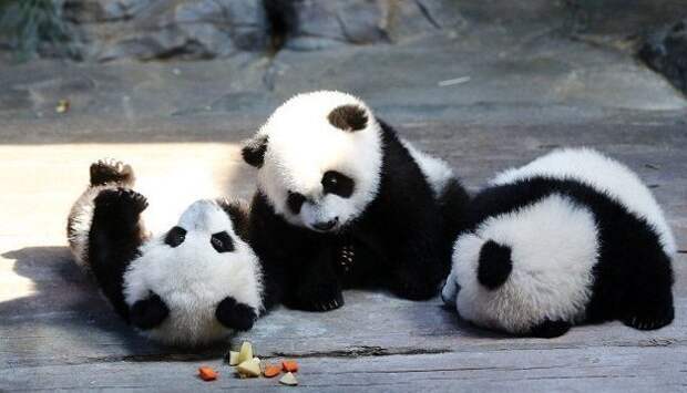 Панды-тройняшки встретили китайский новый год животные, забавные зверята, китай, китайский новый год, панды, праздник, тройняшки, угощение