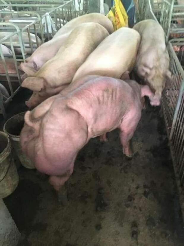 Китайские селекционер вывел породу свиней с мощными мышцами