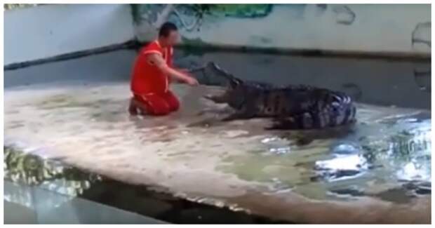 Крокодил укусил дрессировщика за голову на глазах у туристов Самуи, видео, дрессировщик, животные, крокодил, нападение, таиланд