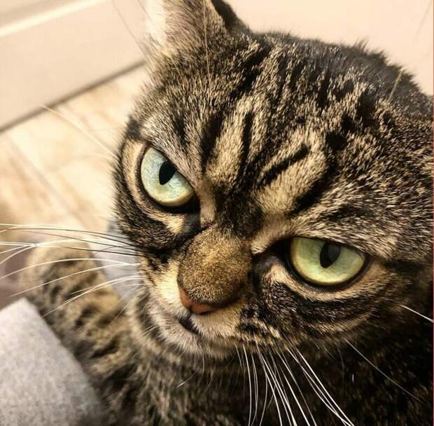Грампи (Grumpy) grumpy cat, животные, коты, кошка, кошки, мем, сердитая кошка, фото