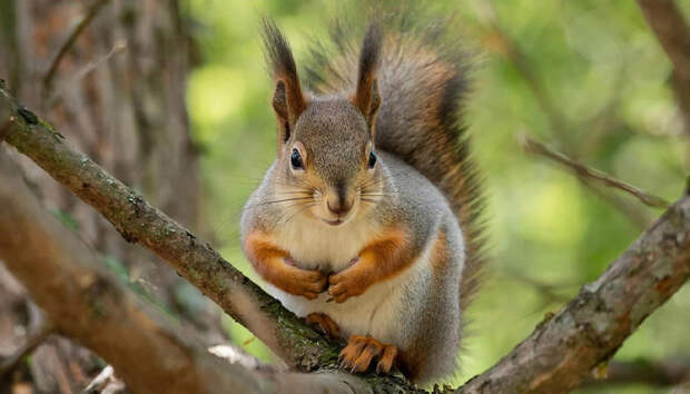 Учёные нашли неожиданного переносчика оспы обезьян