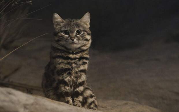 Черноногая кошка (лат. Felis nigripes)