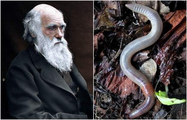 Чарльз Дарвин ещё и червяков изучал. Правда, весьма нетривиально. /Фото: wikipedia.org