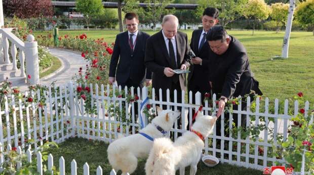 Что за собаки породы Пхунсан, которых Ким Чен Ын подарил Владимиру Путину