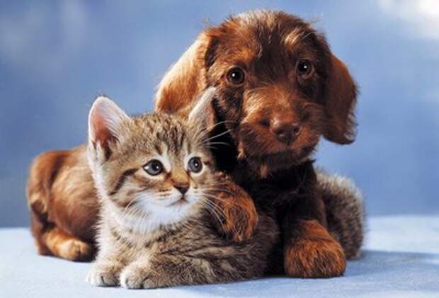 Позитивный микс (47фото)