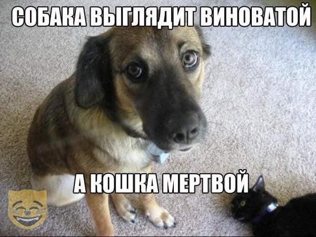 картинки