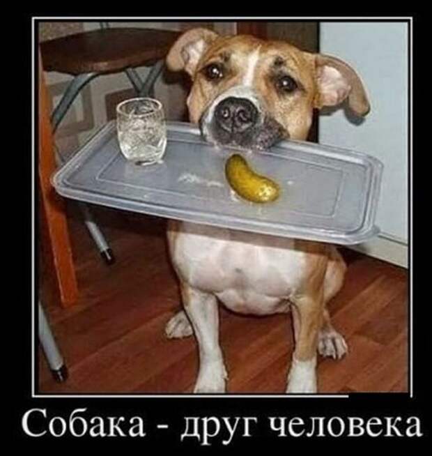 Демотиваторы (30 фото)