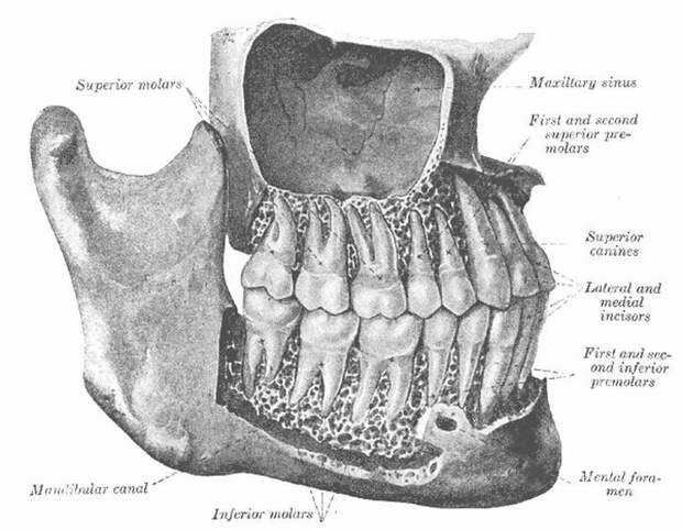 Фото, которое доказывает, насколько зубы больше, чем их визуально видимая часть