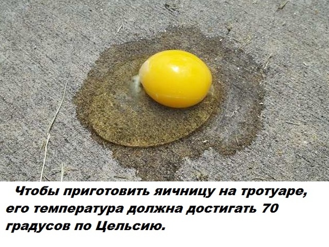 Самые бесполезные факты о которых вы не знали