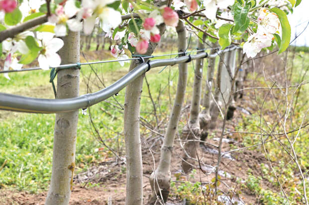 Капельное орошение, фертигация и пруды на участках: как крымские аграрии увеличивают площади орошения