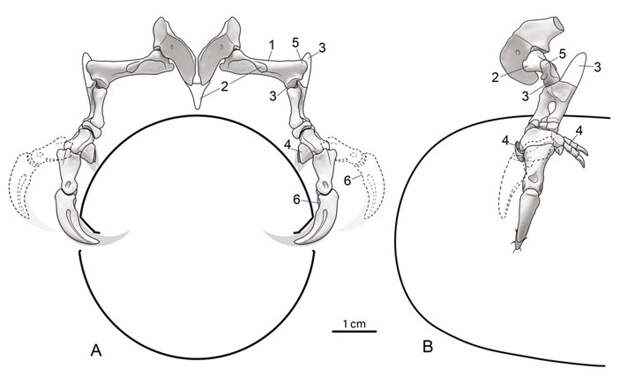 Схема захвата манипулониксом крупного яйца спереди и сбоку