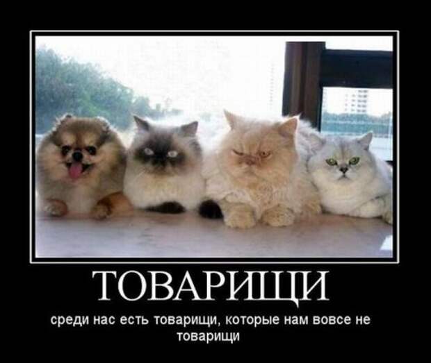 Новая порция демотиваторов (15 шт)