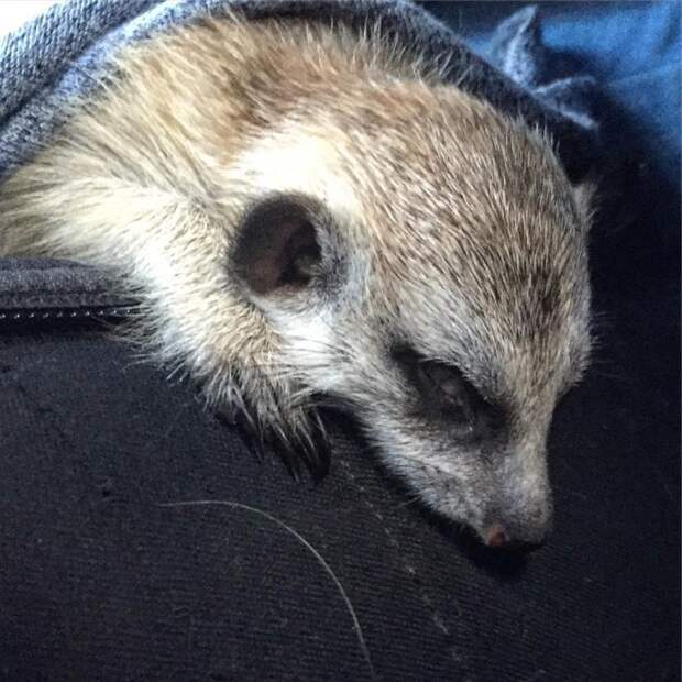 Пермский сурикат Сёма животные, пермь, сурикат