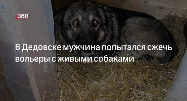 «Северный ангел»: неизвестный в Дедовске пытался поджечь вольеры с собаками