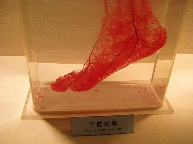 Кровеносные сосуды в ноге