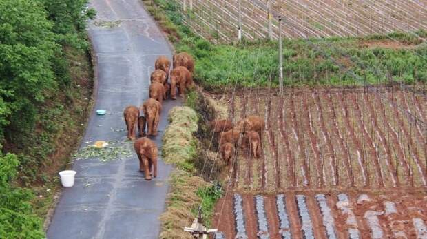 Люди нашли слоненка, которого бросило стадо, путешествующее по Китаю