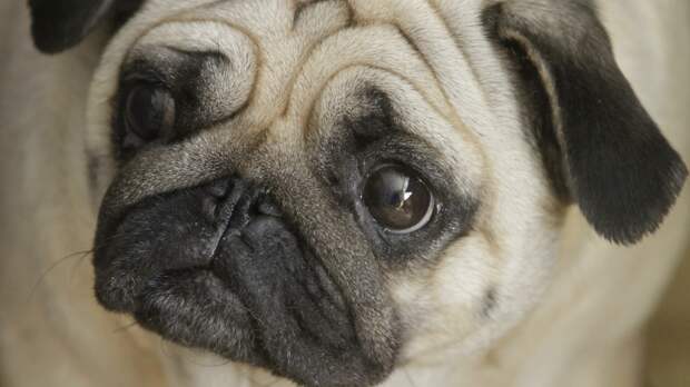 Кинолог Голубев: Россияне чаще всего называли собак в 2025 году Оливия и Оскар