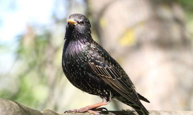 starling-1-627x376 alt