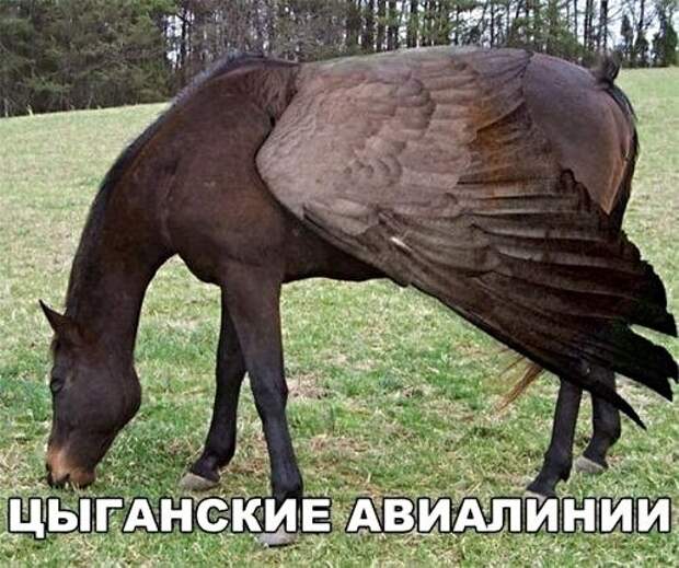 Картинки с надписями, истории и анекдоты
