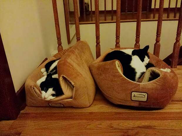 кошачья логика, коты и кошачий домик