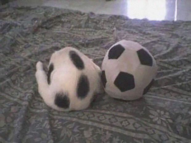 find-hidden-cat-camouflage-hide-and-seek-catouflage-111-58369894e64f2__605
