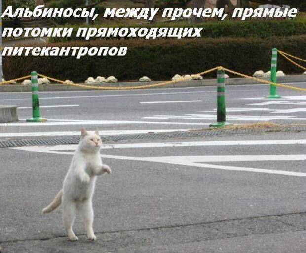 Жизнь кошачья :) (39 фото)
