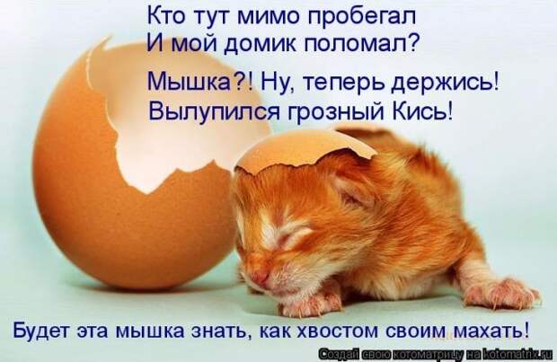 Забавные животные (50 фото)
