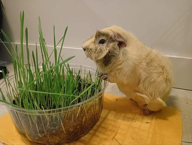 Единственная в мире дейтерированная морская свинка Хрюн помогла учёным Сколтеха изучить метаболизм