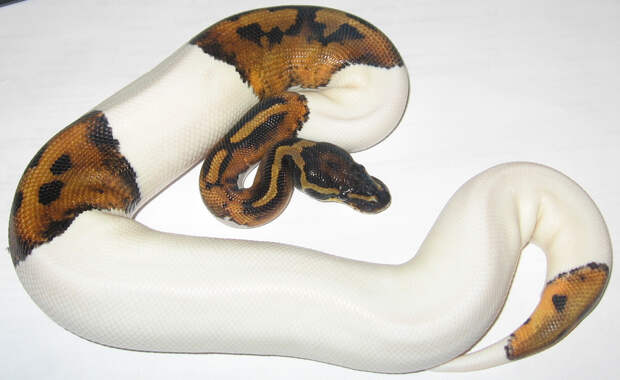 Питон с пиеболдизмом. Фото: Eclipse Exotics / Wikimedia Commons