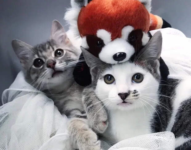 Без кота и жизнь не та