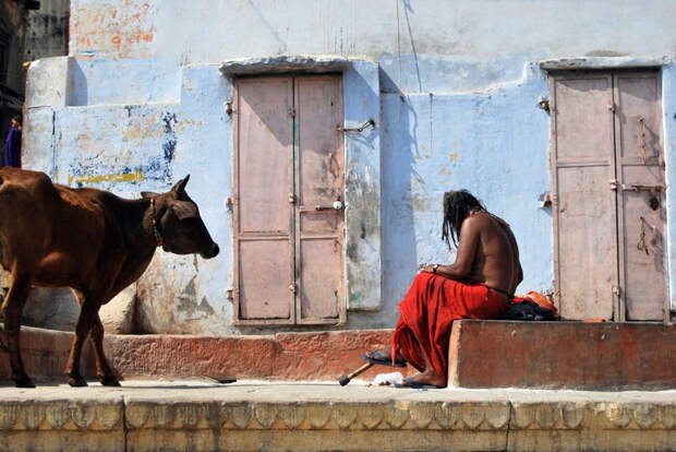 Священное животное: плюсы, минусы и подводные камни неприкосновенности коров в Индии индия, коровы, священные животные, улица, эстетика
