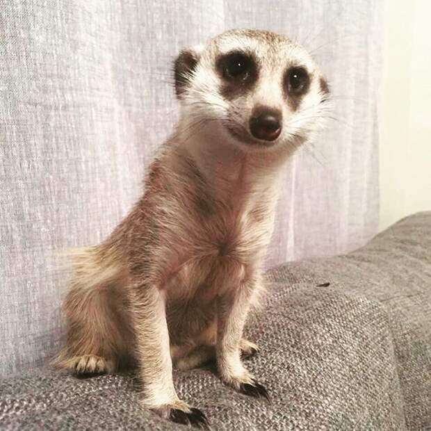 Пермский сурикат Сёма животные, пермь, сурикат